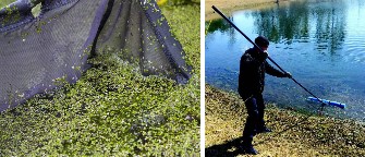 pond-cleaning-image